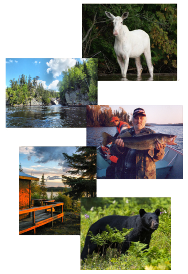 collage_home-pkzwdd173a5bny6m53bhotwhxuxm1rfo3ltbew14lg (1) a screen shot of a dog